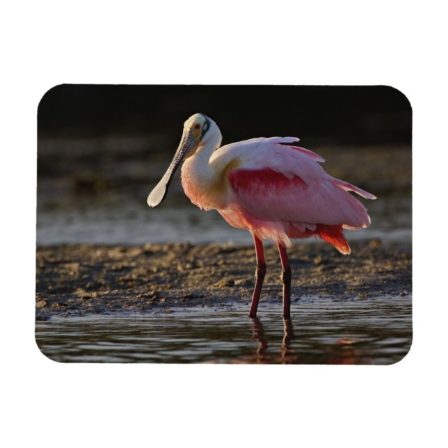 Ímã Roseate Spoonbill, Ajaia ajaja, Querido Ding (Horizontal)