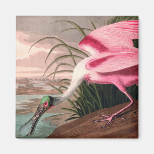 Imã Roseate Spoonbill Audubon Bird Willife