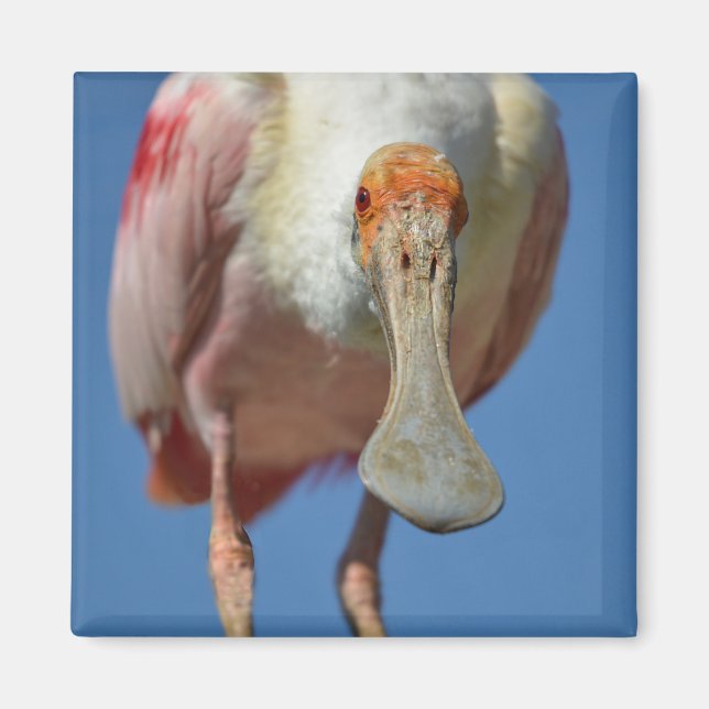 Imã Roseate Spoonbill com seu bico grande (Frente)