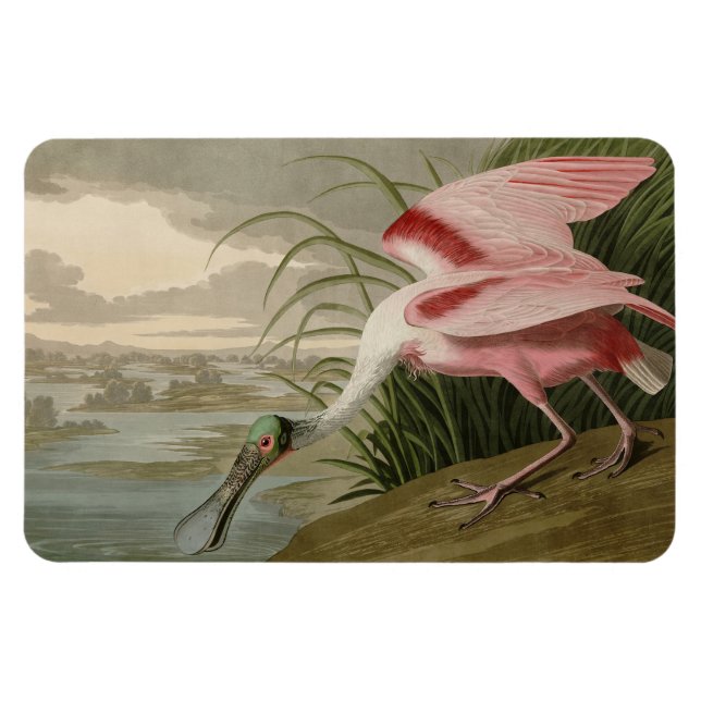 Ímã Roseate Spoonbill, das Aves da América de Audubon (Horizontal)
