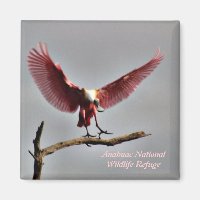 Imã Roseate Spoonbill Magnet (Frente)