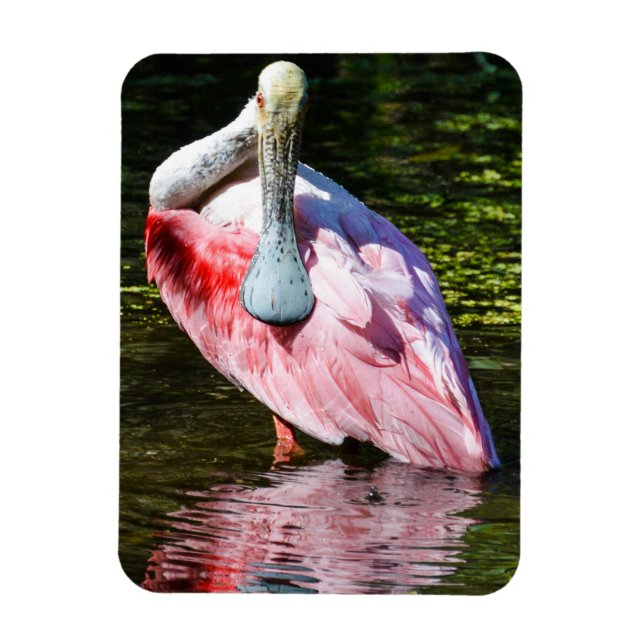 Ímã Roseate Spoonbill Quebra-cabeça (Vertical)