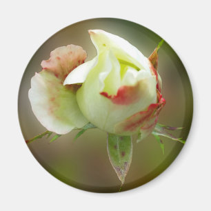 Imã rosebud brilhando