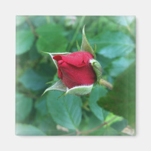 Imã rosebuda vermelha