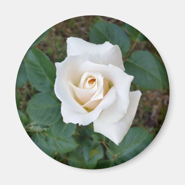 Imã rosebusto branco (Frente)