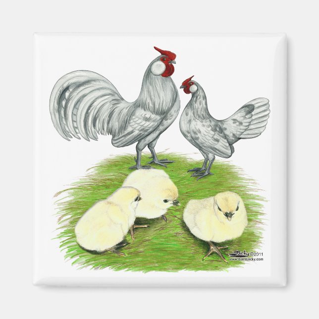 Imã Rosecomb Bantams e pintinhos (Frente)