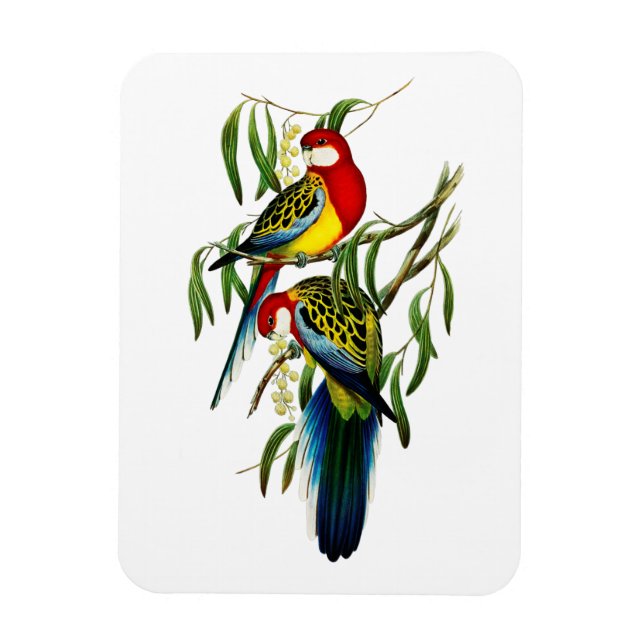 Ímã Rosehill Parakeet Austrália (Vertical)