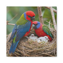 Rosella Birds