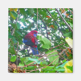 Imã Rosella Oriental em Cotonou - Magnet