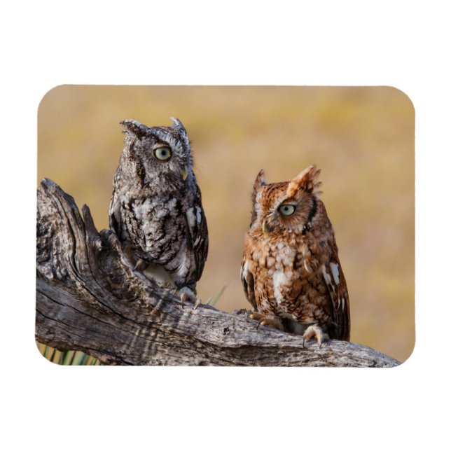 Ímã Rosting em Árvore - Ecrã Oriental (Horizontal)