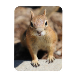 Ímã Rosto de Esquilo