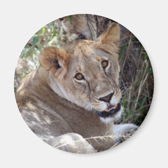 Imã rosto de leão (Frente)