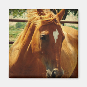 Imã Rosto de Scotch