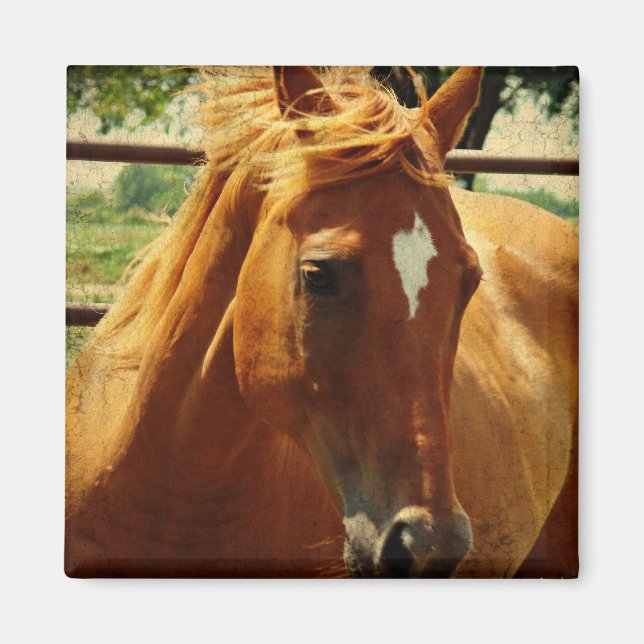 Imã Rosto de Scotch (Frente)