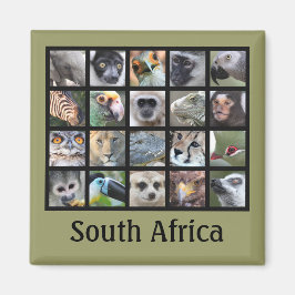 Imã Rostos Selvagens De Animais — Mamíferos, Répteis,