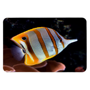 Ímã Rostrato de geleão