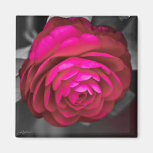 Imã Rosy Camellia