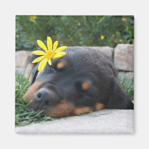 Imã Rottweiler