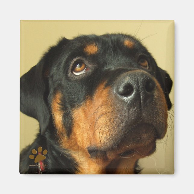 Imã Rottweiler (Frente)