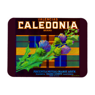 Ímã Rótulo da caixa laranja da Caledonia 1930