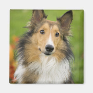 Imã Rough Collie, cão