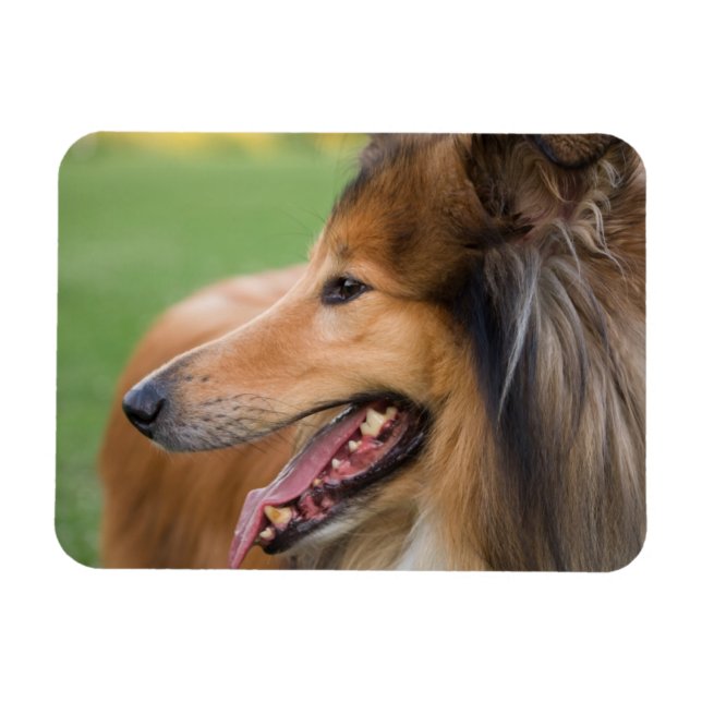 Ímã Rough Collie Face (Horizontal)