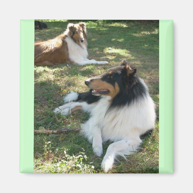 Imã Rough Collies (Frente)