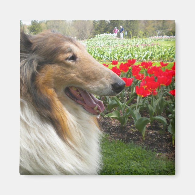 Imã Rough Sable Collie n Tulips Magnet (Frente)