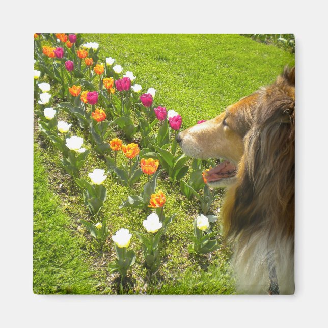 Imã Rough Sable Collie N Tulips Magnet (Frente)