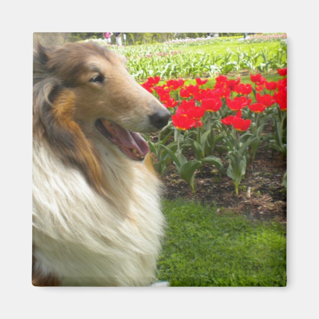 Imã Rough Sable Collie n Tulips Magnet (Frente)