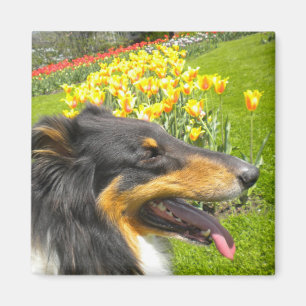 Imã Rough Tri-Color Collie n Tulips Magnet