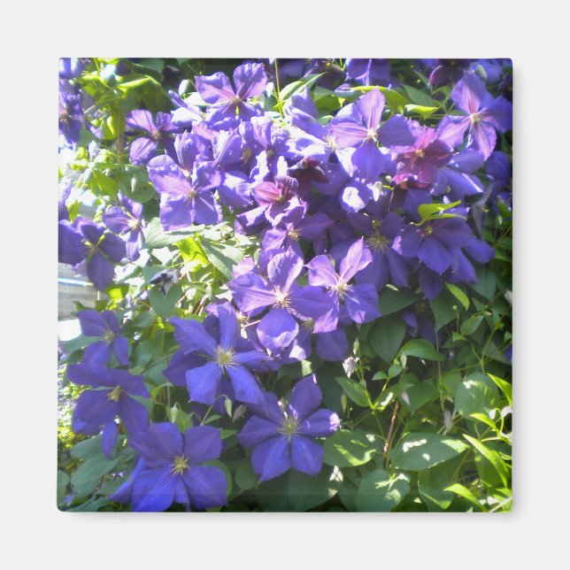 Imã Roxo Clematis Magnet (Frente)