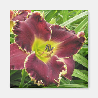Imã Roxo Daylily Magnet