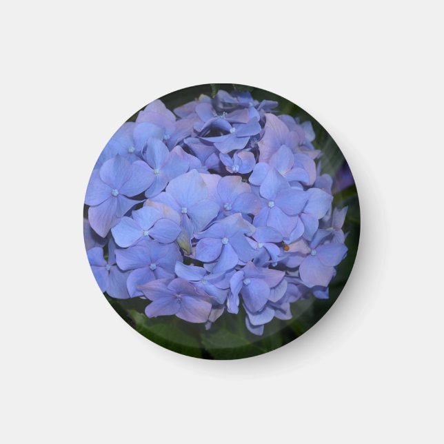 Imã Roxo Roxo Hidrangea macrofilla (Frente)