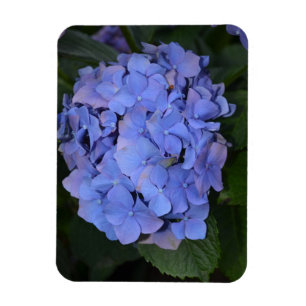 Ímã Roxo Roxo Hidrangea macrofilla
