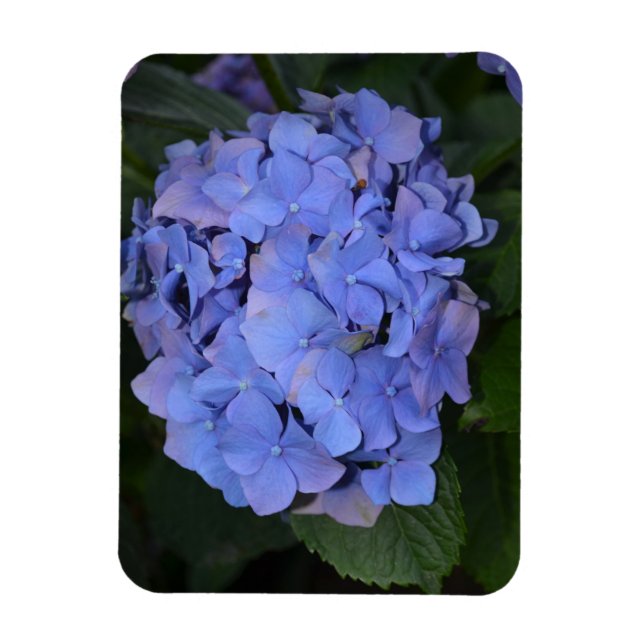 Ímã Roxo Roxo Hidrangea macrofilla (Vertical)