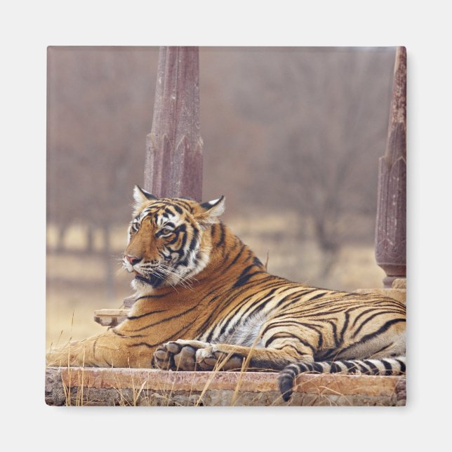 Imã Royal Bengal Tiger no ápice, (Frente)