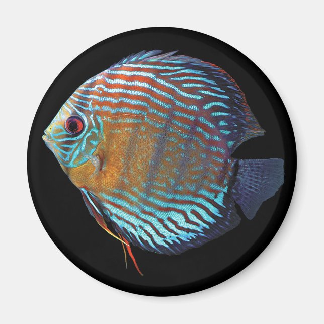 Imã Royal Blue Discus (Frente)