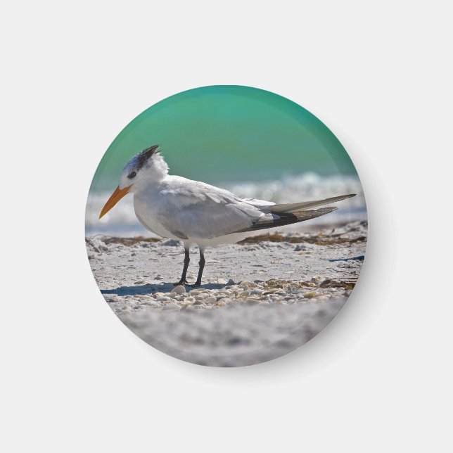 Imã Royal Tern Magnet (Frente)