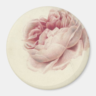Imã Roze Roos (1792) – Arte Botânica Vintage Atemporal