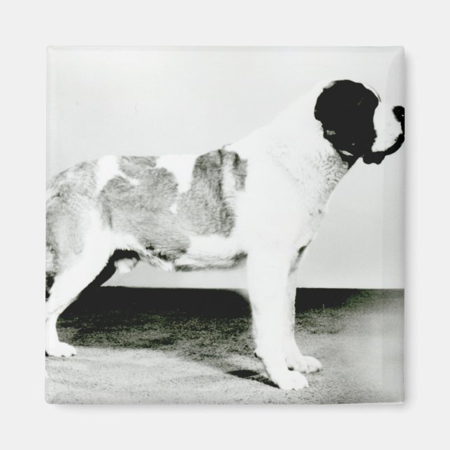 Imã Rua Bernard Dog (Frente)