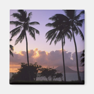 Imã Rua costeira. Gatinhos