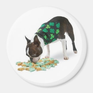 Imã Rua. Dia de Patrick, Boston Terrier Magnet