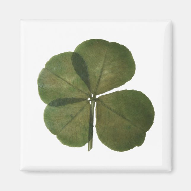 Imã Rua Patrick Real 4 Leaf Clover Get Lucky Magnet (Frente)