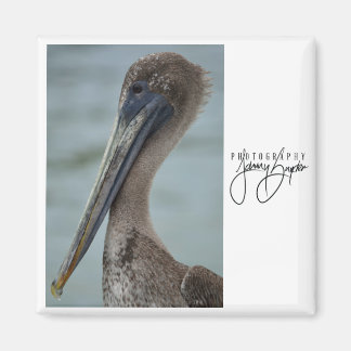 Imã Rua. Pete Pelican 2x2 Magnet