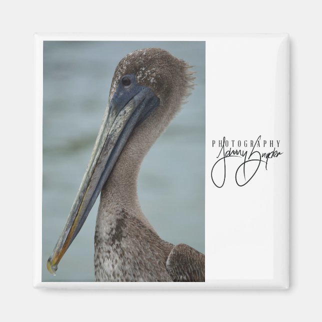 Imã Rua. Pete Pelican 2x2 Magnet (Frente)