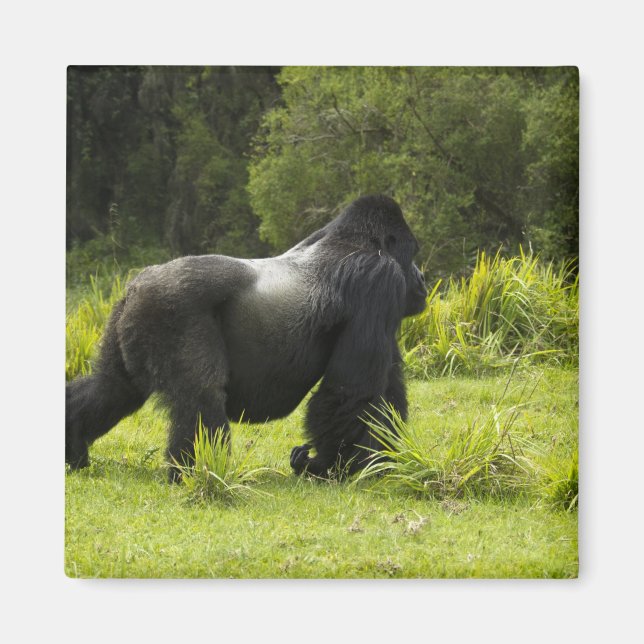 Imã Ruanda, Parque Nacional dos Vulcões (Frente)