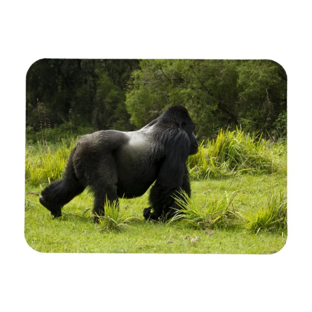 Ímã Ruanda, Parque Nacional dos Vulcões (Horizontal)