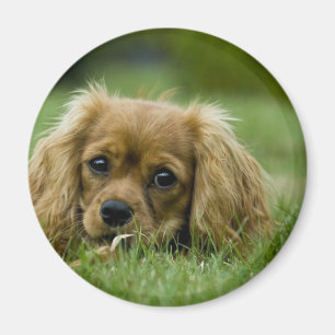 Imã Rubi descuidado do Spaniel de rei Charles