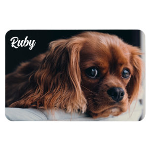 Ímã Ruby Cavalier King Charles Spaniel